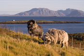 фото предоставлено "Terje Rakke - Nordic Life- Nordland Tourist Board"